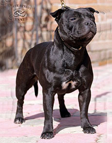 стаффордширский бультерьер